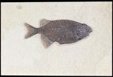 Phareodus Fossil Fish - Exceptional Specimen #50792-1